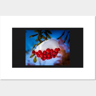 Snow Capped Mt Ash Berries Posters and Art